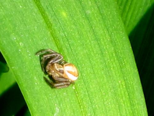 Xysticus ulmi