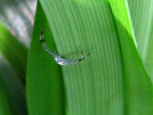 Misumena vatia