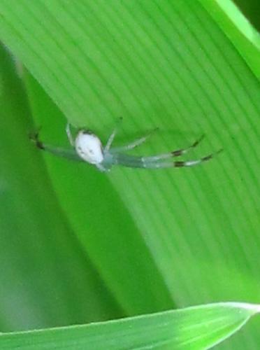 Misumena vatia