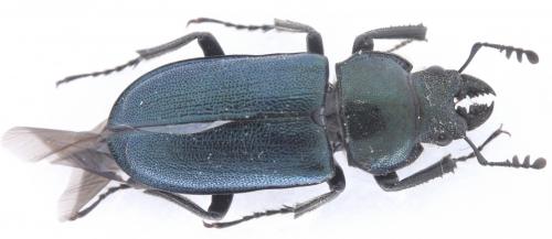 Platycerus caprea