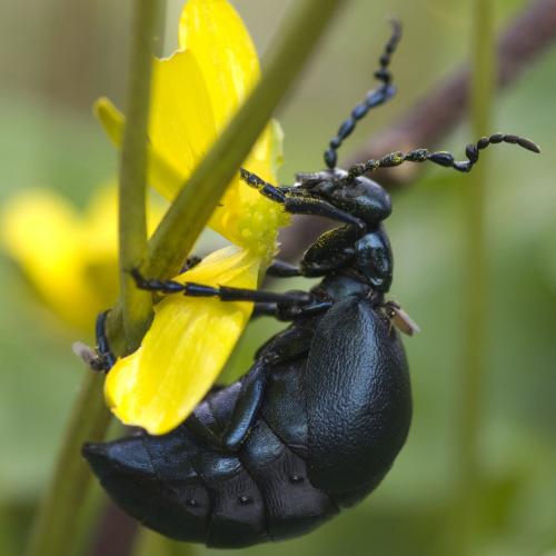 Réf. 116 830 : Meloe violaceus