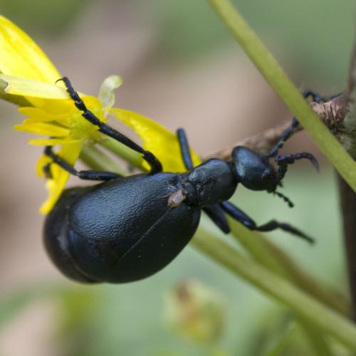 Meloe violaceus