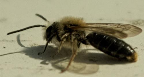 Andrena sp.