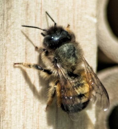 Réf. 116 826 : Osmia bicornis