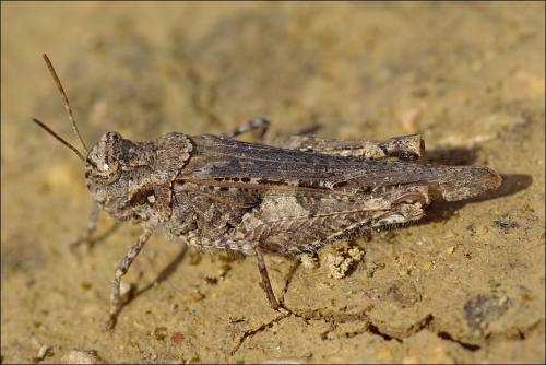 Réf. 116 518 : Acrotylus sp.