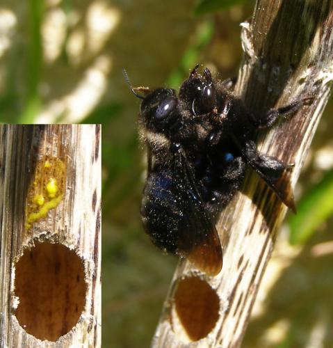 Xylocopa iris