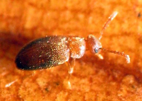 Réf. 116 361 : Trotomma pubescens