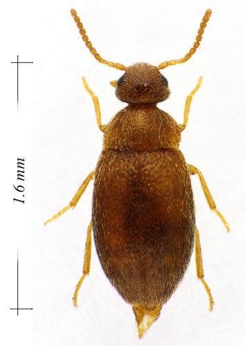 Réf. 116 362 : Trotomma pubescens