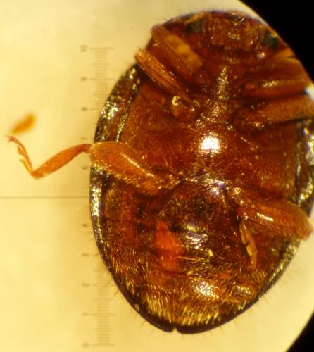 Rhyzobius lophanthae