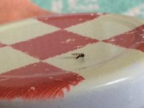 Culicoides sp.