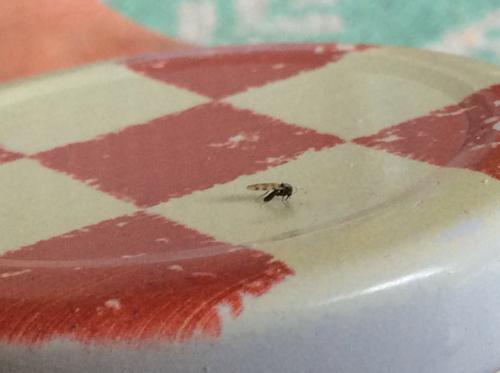 Culicoides sp.