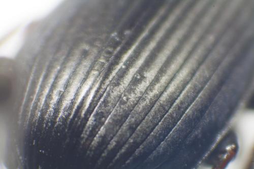 Harpalus laevipes