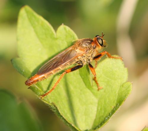 Réf. 116 495 : Stenopogon sabaudus