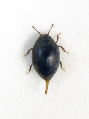 Réf. 116 367 : Limnichus pygmaeus