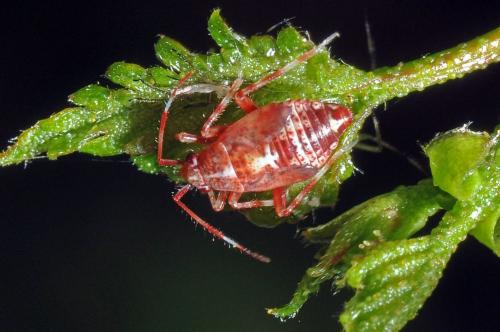 Réf. 116 032 : Deraeocoris flavilinea