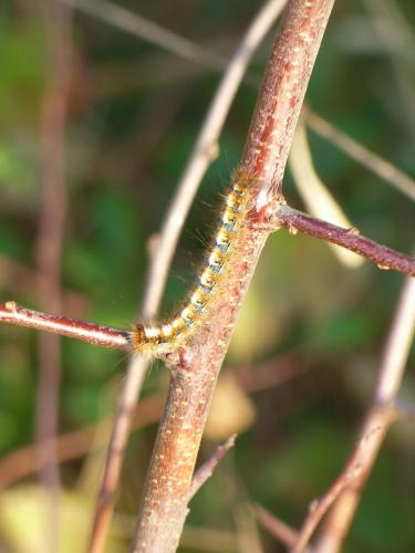 Lasiocampa quercus