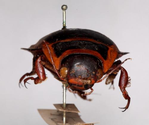 Dytiscus latissimus