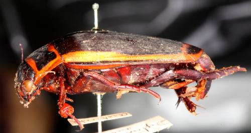 Dytiscus latissimus