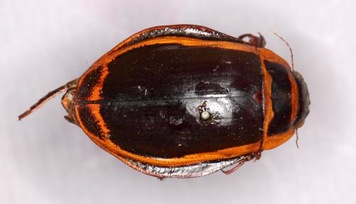 Dytiscus latissimus