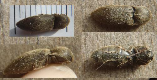 Réf. 116 947 : Agriotes obscurus