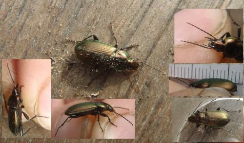 Poecilus cupreus