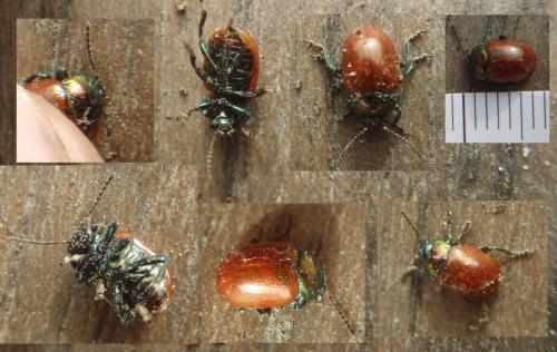 Chrysolina polita