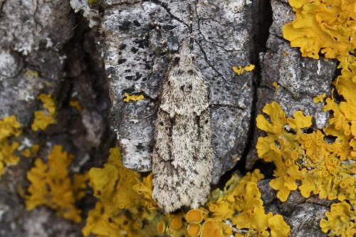 Réf. 116 229 : Diurnea fagella