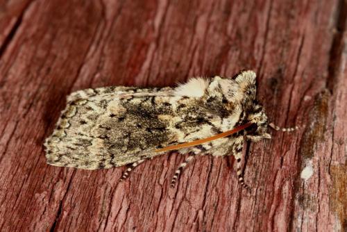 Polyploca ridens