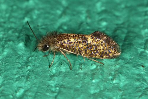 Dyseriocrania subpurpurella