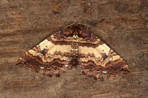 Earophila badiata