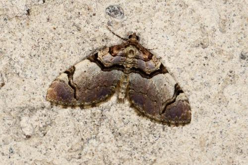 Anticlea derivata