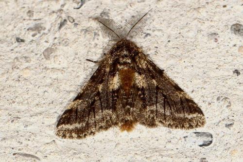 Réf. 116 968 : Lycia hirtaria