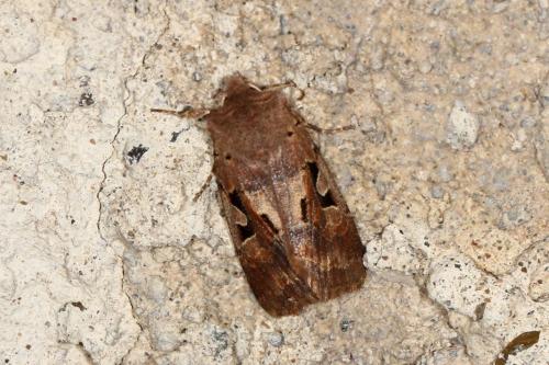 Réf. 116 919 : Orthosia gothica