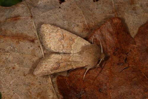 Réf. 116 977 : Orthosia miniosa