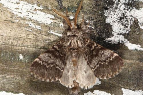 Réf. 116 946 : Drymonia ruficornis