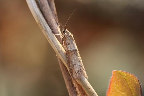 Réf. 116 230 : Tortricodes alternella