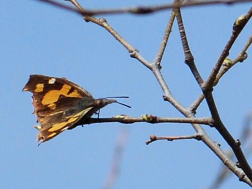 Libythea celtis