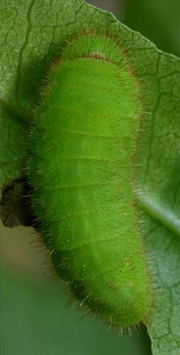 Réf. 116 796 : Callophrys avis