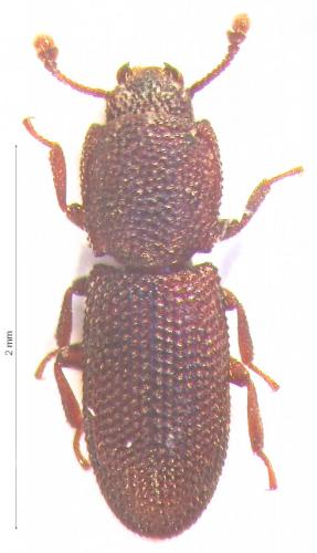 Lyreus subterraneus