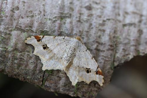Macaria alternata