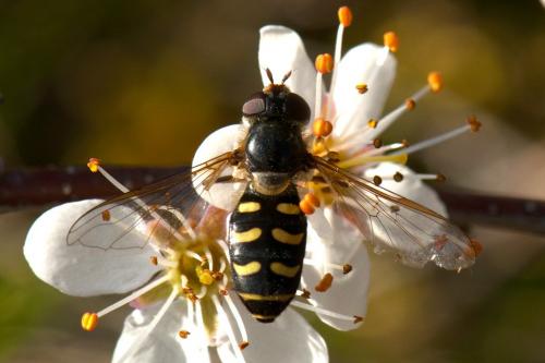 Réf. 116 349 : Lapposyrphus lapponicus