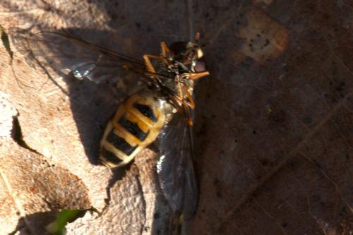 Réf. 116 351 : Lapposyrphus lapponicus