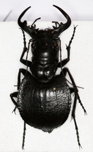 Manticora sp.