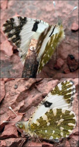 Réf. 116 941 : Euchloe crameri