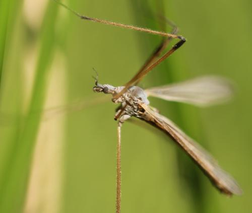 Limnophila pictipennis