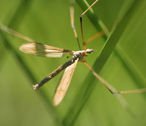 Limnophila pictipennis