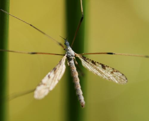 Limnophila pictipennis