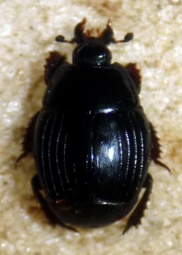 Margarinotus purpurascens