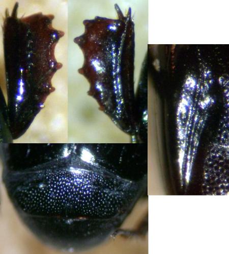 Margarinotus purpurascens