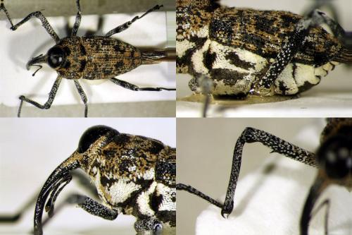 Réf. 116 989 : Mecopus sp.